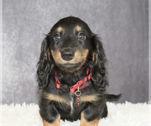 Dachshund Puppy for sale in INDEPENDENCE, IA, USA