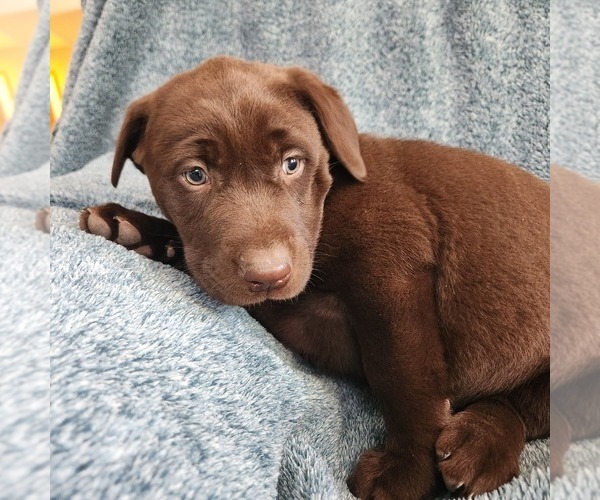 Medium Photo #7 Labrador Retriever Puppy For Sale in LONG PINE, NE, USA
