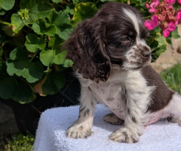 Medium Photo #1 Cocker Spaniel Puppy For Sale in GOSHEN, IN, USA