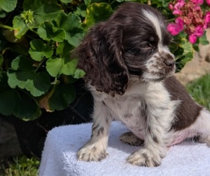 Medium Cocker Spaniel