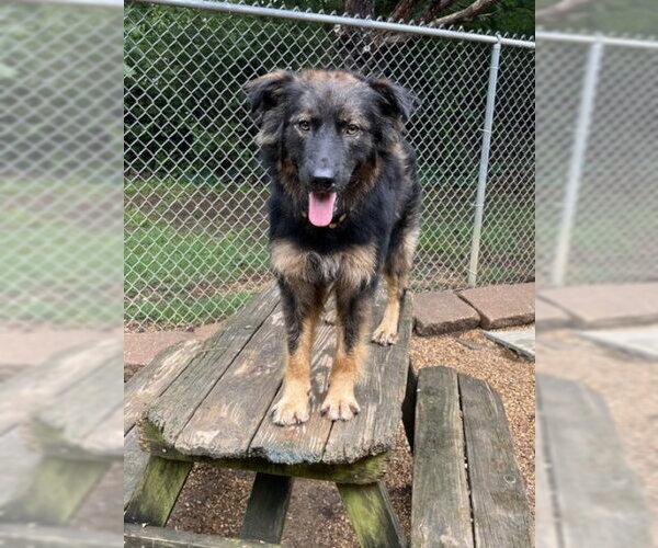 Medium Photo #5 Australian Shepherd-Unknown Mix Puppy For Sale in Mountain View, AR, USA