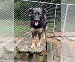Small #4 Australian Shepherd Mix