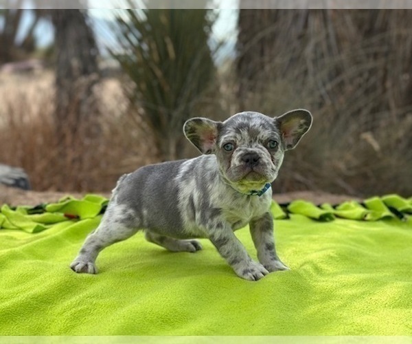 Medium Photo #4 French Bulldog Puppy For Sale in PHELAN, CA, USA