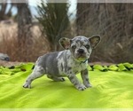 Small Photo #4 French Bulldog Puppy For Sale in PHELAN, CA, USA