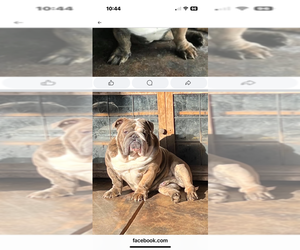 Father of the English Bulldog puppies born on 08/03/2025