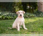 Small Photo #3 Retriever -Unknown Mix Puppy For Sale in Marina Del Rey, CA, USA
