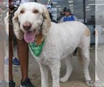 Small #4 Golden Retriever Mix