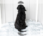 Small #7 Poodle (Standard)