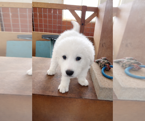 Medium Photo #4 Great Pyrenees Puppy For Sale in HARRISONBURG, VA, USA