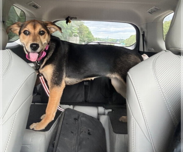 Medium Photo #2 German Shepherd Dog-Unknown Mix Puppy For Sale in Chester, VA, USA