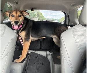 Spaghetti - Female German Shepherd Dog-Unknown Mix Dog for Adoption - Photo #2