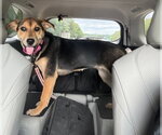 Small Photo #2 German Shepherd Dog-Unknown Mix Puppy For Sale in Chester, VA, USA