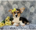 Small Photo #6 Pembroke Welsh Corgi Puppy For Sale in QUARRYVILLE, PA, USA
