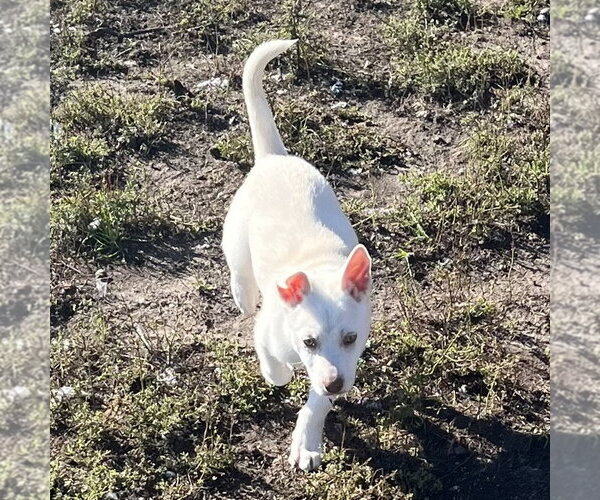 Medium Photo #5 Siberian Husky-Unknown Mix Puppy For Sale in Fargo, ND, USA