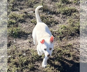 Rupee - Female Siberian Husky-Unknown Mix Dog for Adoption - Photo #5