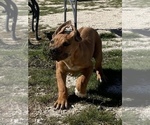 Small Photo #6 Rhodesian Ridgeback Puppy For Sale in MORONGO VALLEY, CA, USA