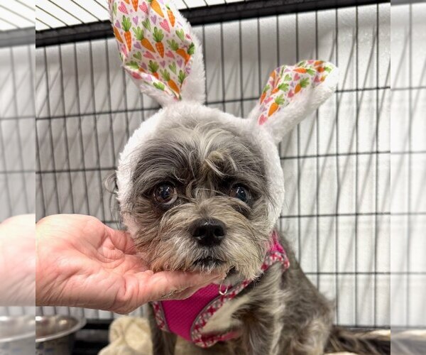 Medium Photo #5 Shih Tzu Puppy For Sale in Gilberts, IL, USA