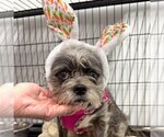 Small #4 Shih Tzu