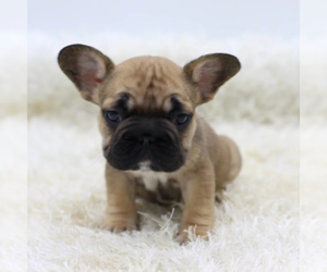 French Bulldog Puppy for sale in BOSTON, MA, USA