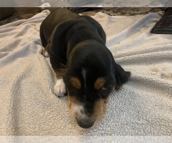 Medium Photo #6 Basset Hound Puppy For Sale in MUNCIE, IN, USA