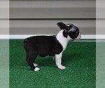 Small Photo #3 Boston Terrier Puppy For Sale in MACON, GA, USA