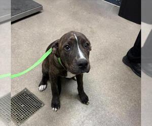 Mutt Dogs for adoption in HESPERIA, CA, USA