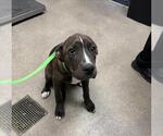 Small Mutt