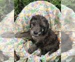 Small Photo #5 Labradoodle Puppy For Sale in WILTON, CA, USA