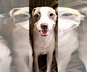 Chihuahua-Unknown Mix Dogs for adoption in Virginia Beach, VA, USA