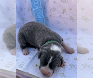 Great Dane Puppy for sale in MARSHVILLE, NC, USA