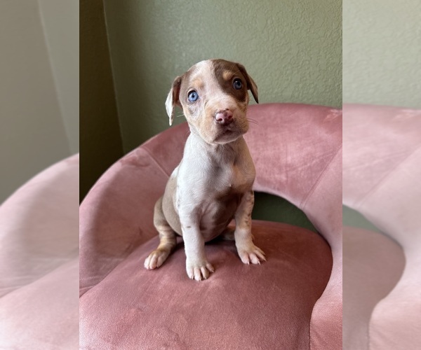 Medium Photo #6 Catahoula Leopard Dog Puppy For Sale in GERMANTOWN, IL, USA