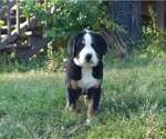 Small Photo #5 Greater Swiss Mountain Dog Puppy For Sale in CLINTON, AR, USA