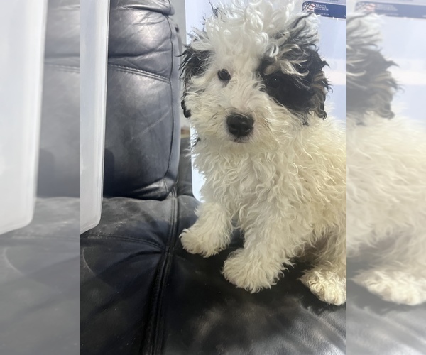 Full screen Photo #8 Bernedoodle (Miniature) Puppy For Sale in DURHAM, CT, USA