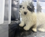 Small Photo #8 Bernedoodle (Miniature) Puppy For Sale in DURHAM, CT, USA