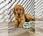 Image preview for Ad Listing. Nickname: Rosco