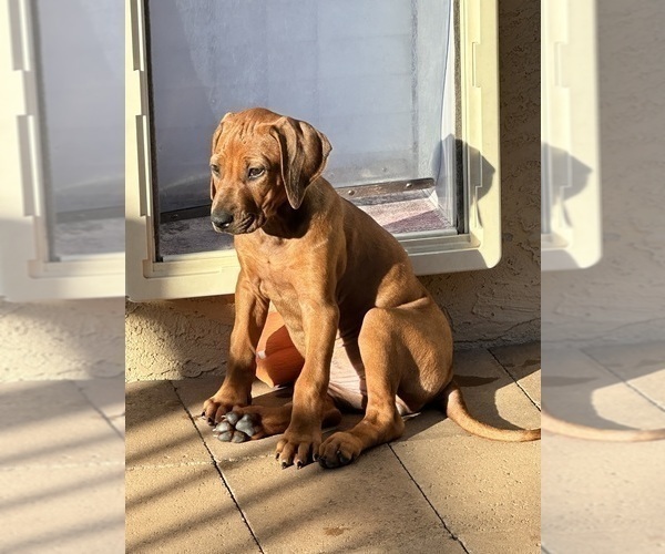 Medium Photo #3 Rhodesian Ridgeback Puppy For Sale in SURPRISE, AZ, USA