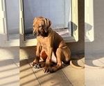 Small #2 Rhodesian Ridgeback