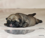 Small Photo #13 Pug Puppy For Sale in WINNSBORO, TX, USA
