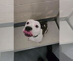 Small #1 American Pit Bull Terrier