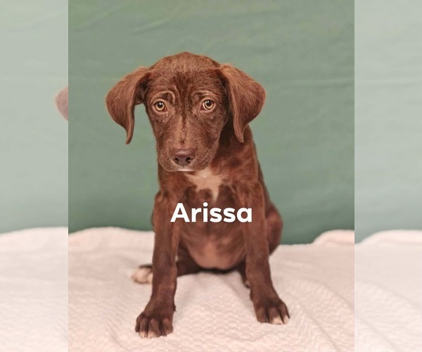 Medium Photo #3 Labrador Retriever-Unknown Mix Puppy For Sale in Royal Palm Beach, FL, USA