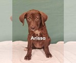 Small #2 Labrador Retriever Mix