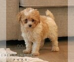 Small #3 Cavapoo