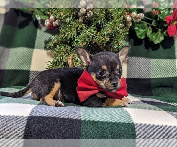 Medium Photo #4 Chihuahua Puppy For Sale in KIRKWOOD, PA, USA