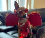 Small Photo #1 Miniature American Hairless Terrier Puppy For Sale in MEDFORD, MA, USA