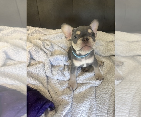Medium Photo #15 French Bulldog Puppy For Sale in KENT, WA, USA