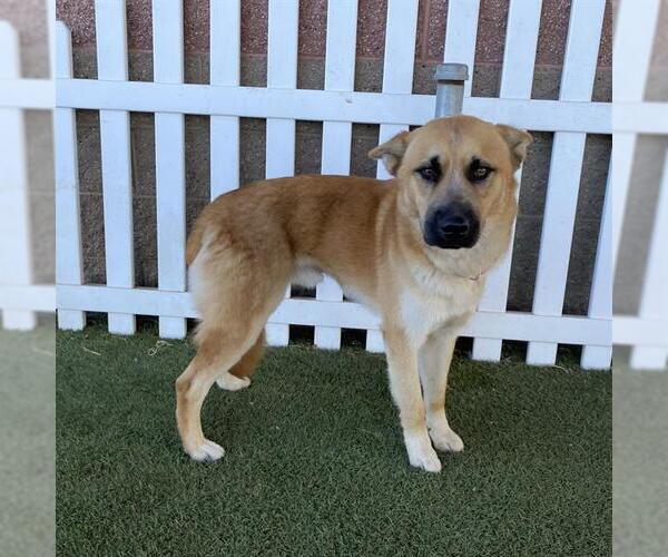 Medium Photo #1 German Shepherd Dog-Unknown Mix Puppy For Sale in Modesto, CA, USA