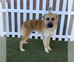 A615505 - Male German Shepherd Dog-Unknown Mix Dog for Adoption - Small photo