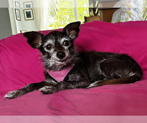 Lula - Female Chihuahua-Unknown Mix Dog for Adoption - Photo #2