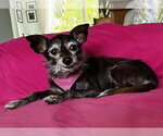 Small Photo #2 Chihuahua-Unknown Mix Puppy For Sale in Plantation, FL, USA