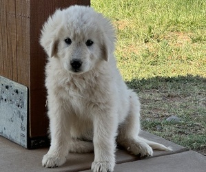 Maremma Sheepdog Puppy for sale in HEREFORD, AZ, USA